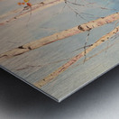 The Birches Metal print